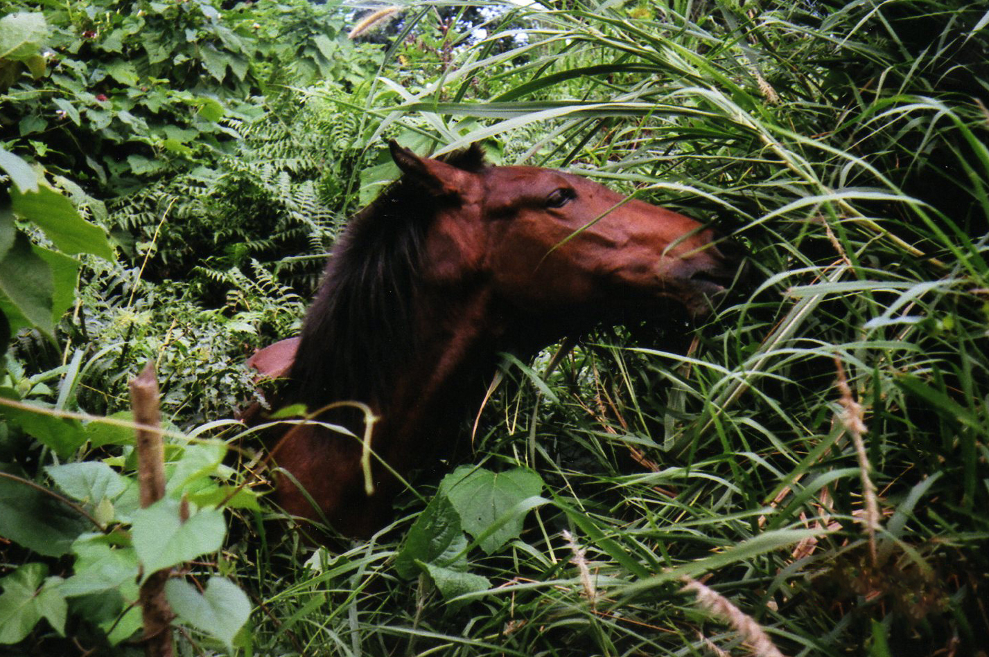 horse in tropical foliage