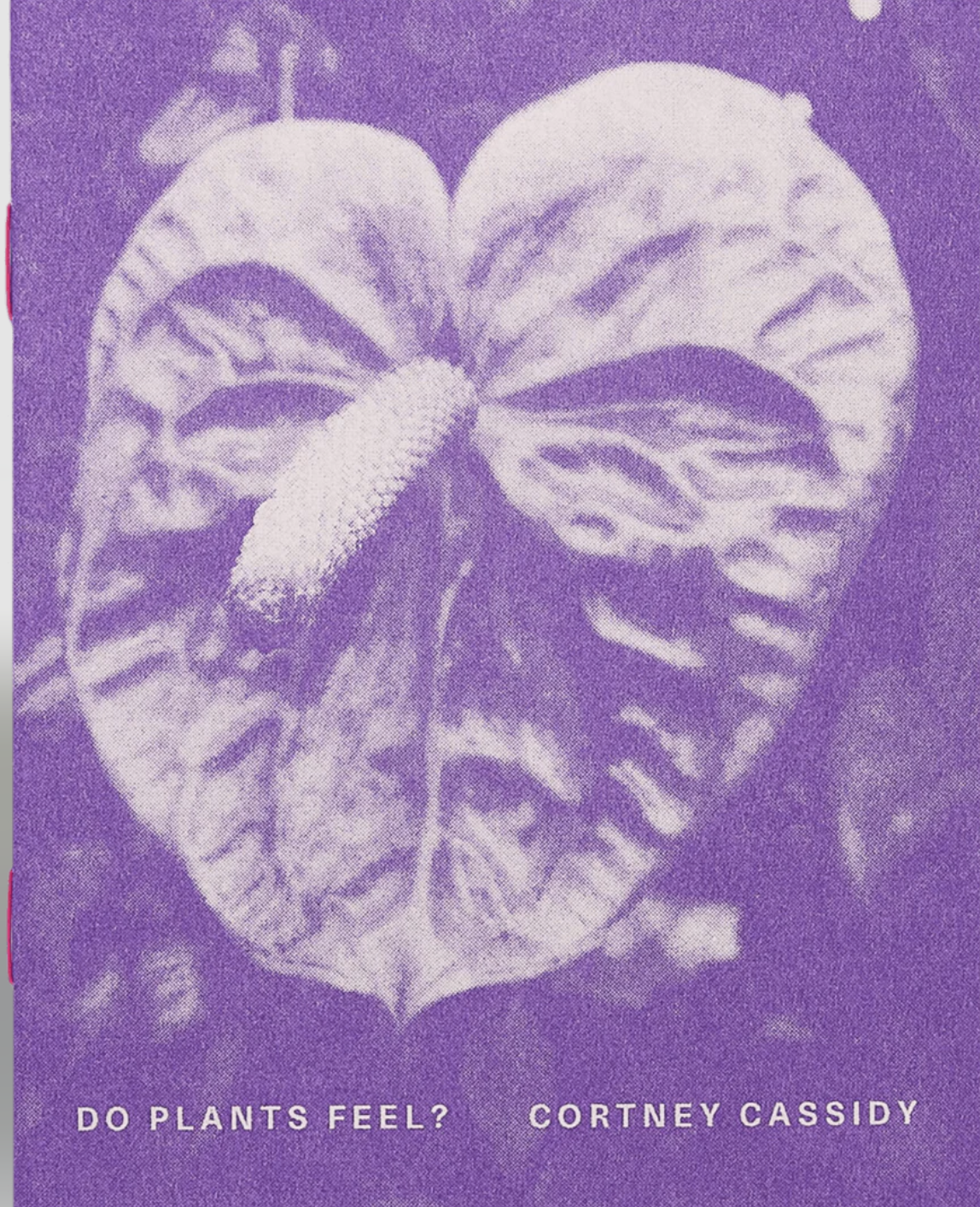 monochrome photograph of a flower with text that reads do plants feel printed in purple ink