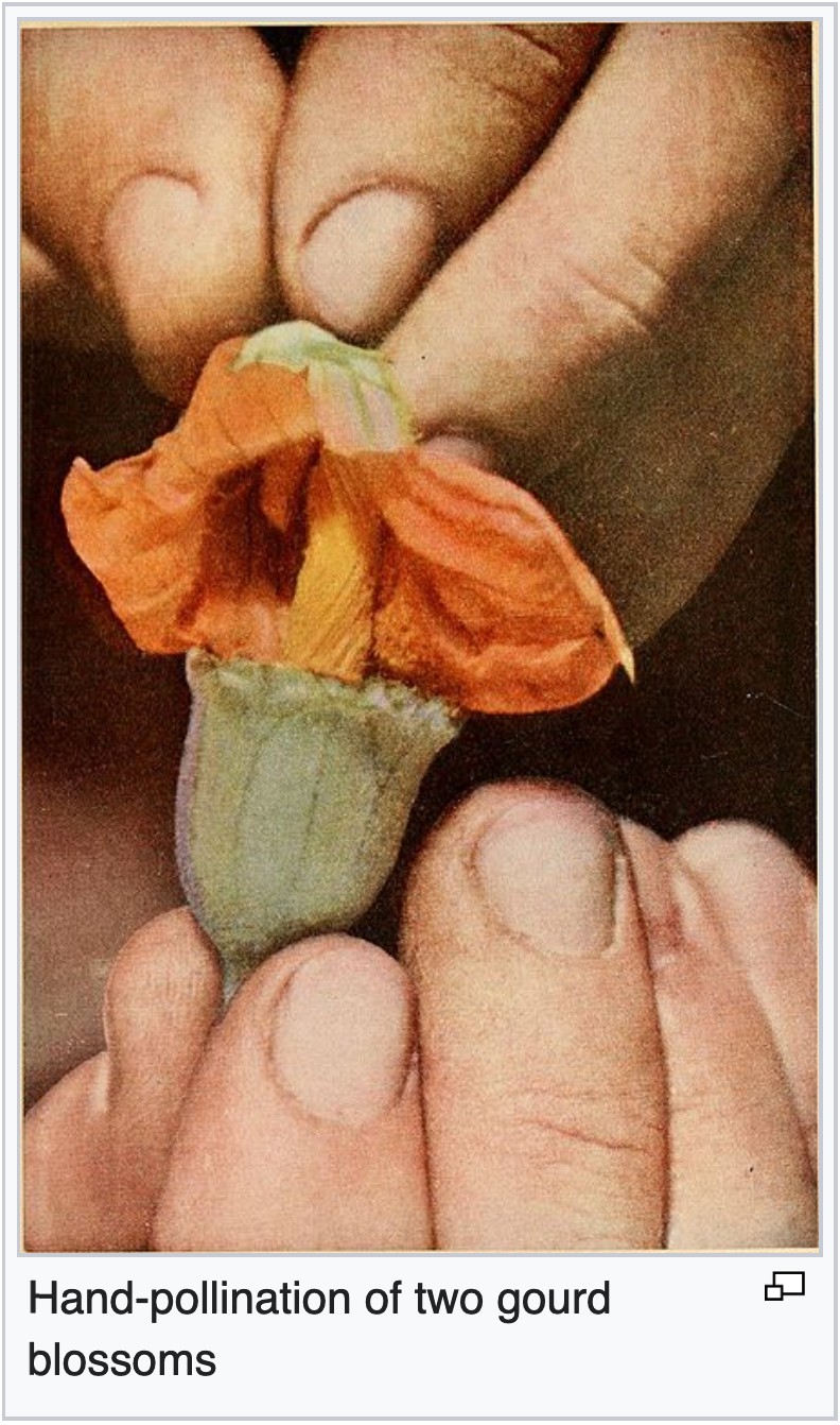 hand-pollinating gourd blossoms