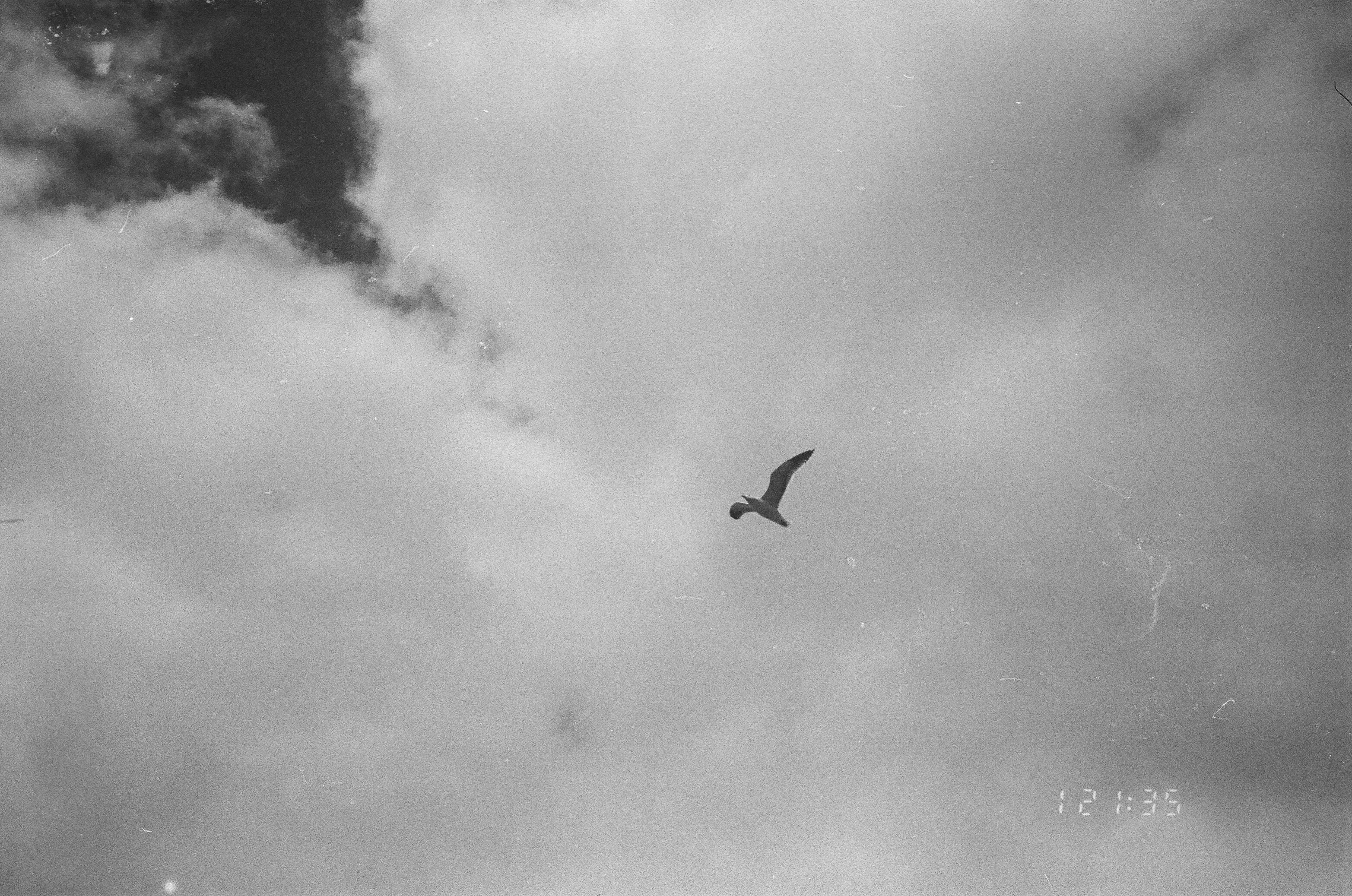 seagull flies against a background of clouds