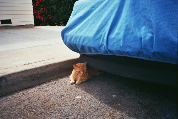 orange cat resting under car covered in blue covering