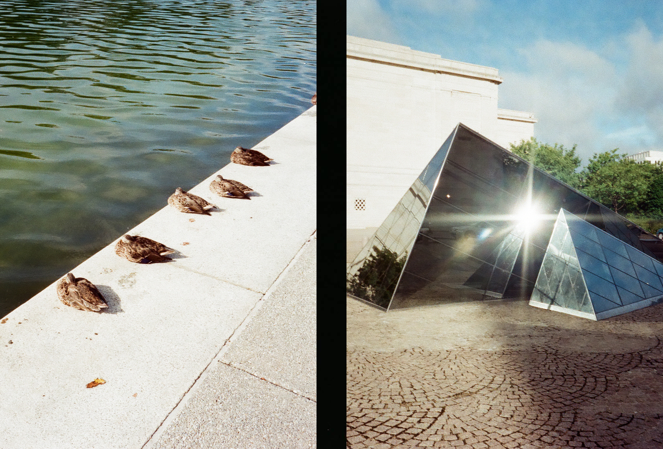 ducks resting by the reflecting pool and the sun reflecting off of a glass pyramid