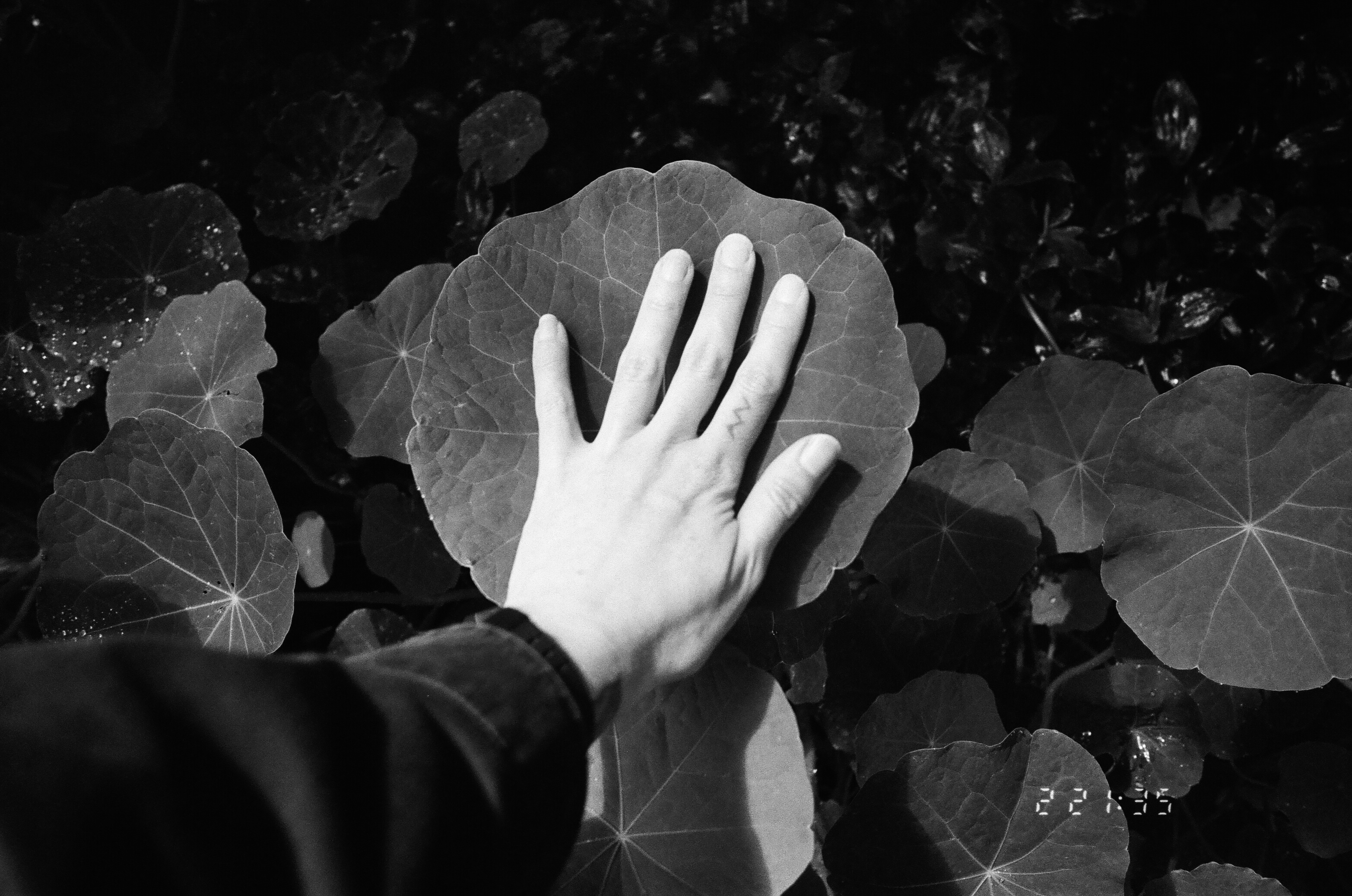 a hand placed on a large nasturtium leaf