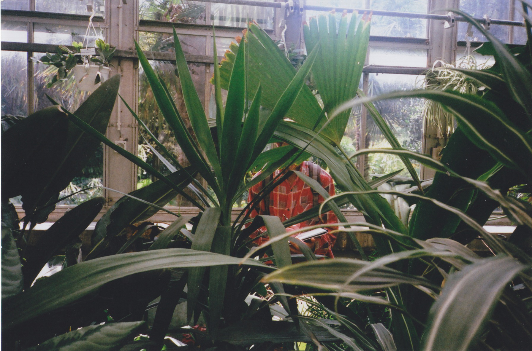 person sketching seen through plants