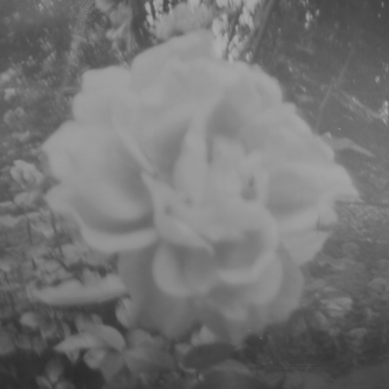 Upclose photo of a rose in black and white distorted by a homemade pinhole camera lens