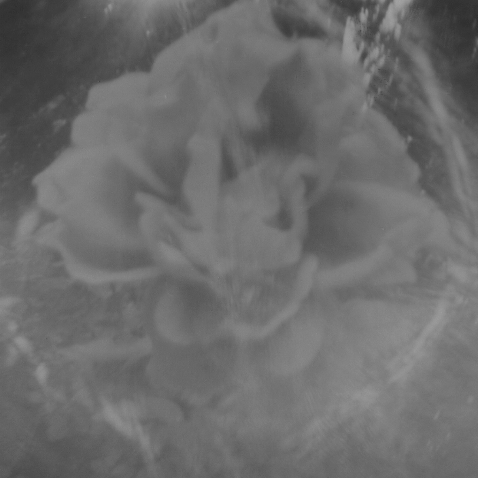 Upclose photo of a rose in black and white distorted by a homemade pinhole camera lens