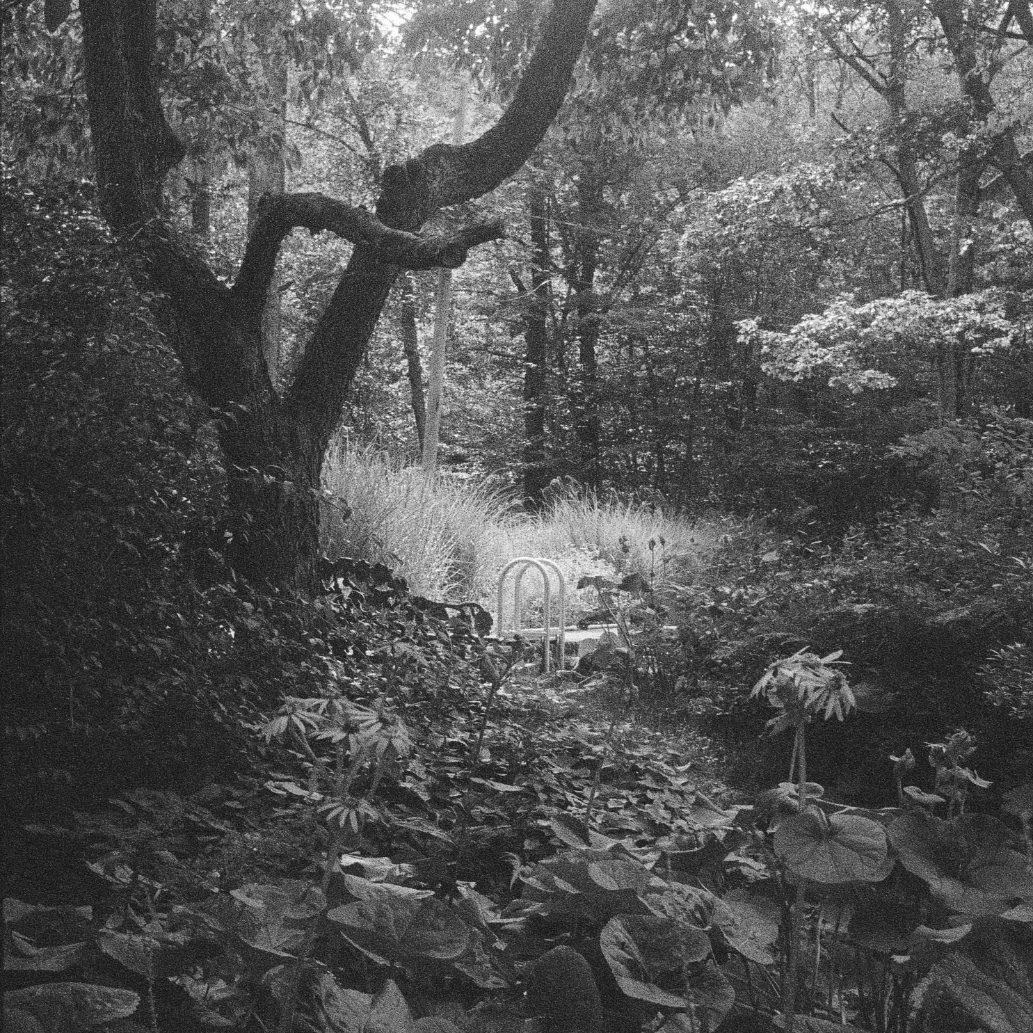 Black and white photograph of light shining through forest canopy onto a pond latter